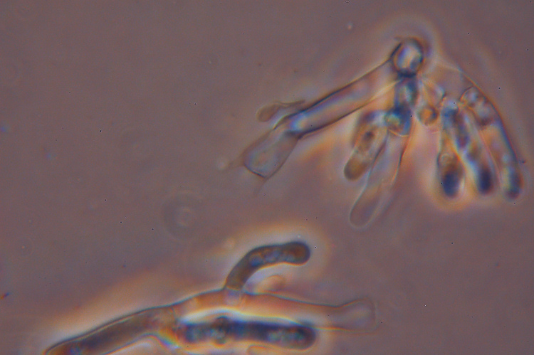 da determinare (Phanerochaete sordida)